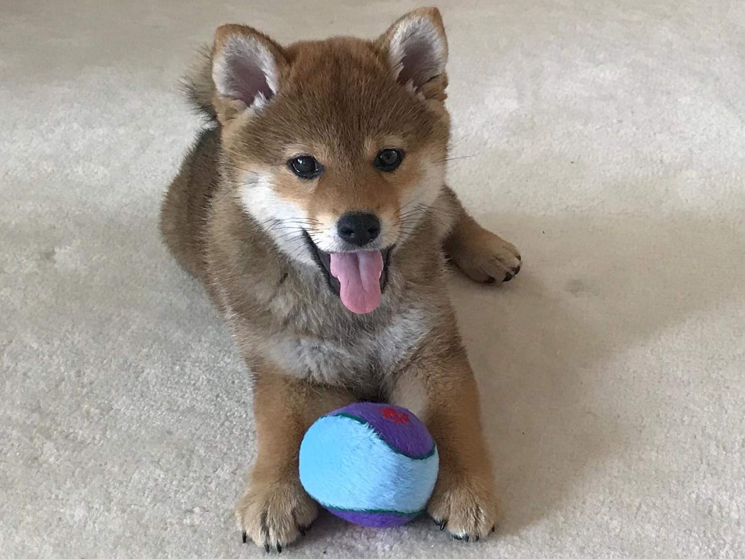 Mein Balli
