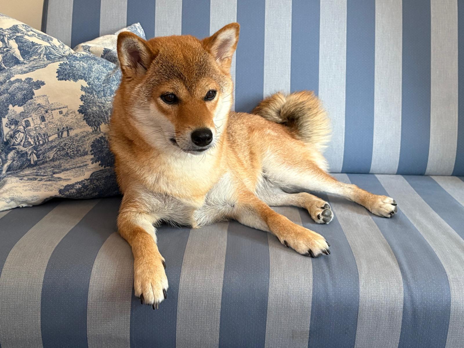 Chefsofa Yoko