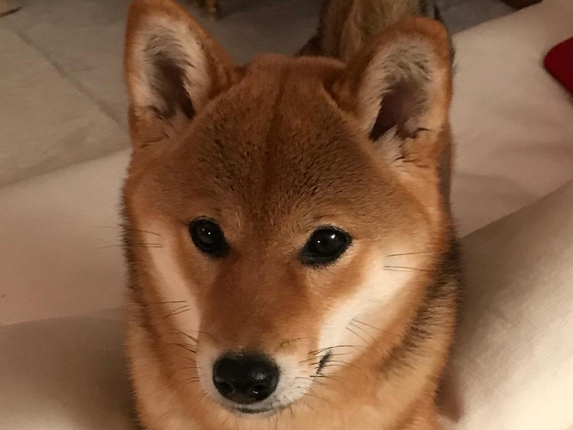 Yoko schaut zu