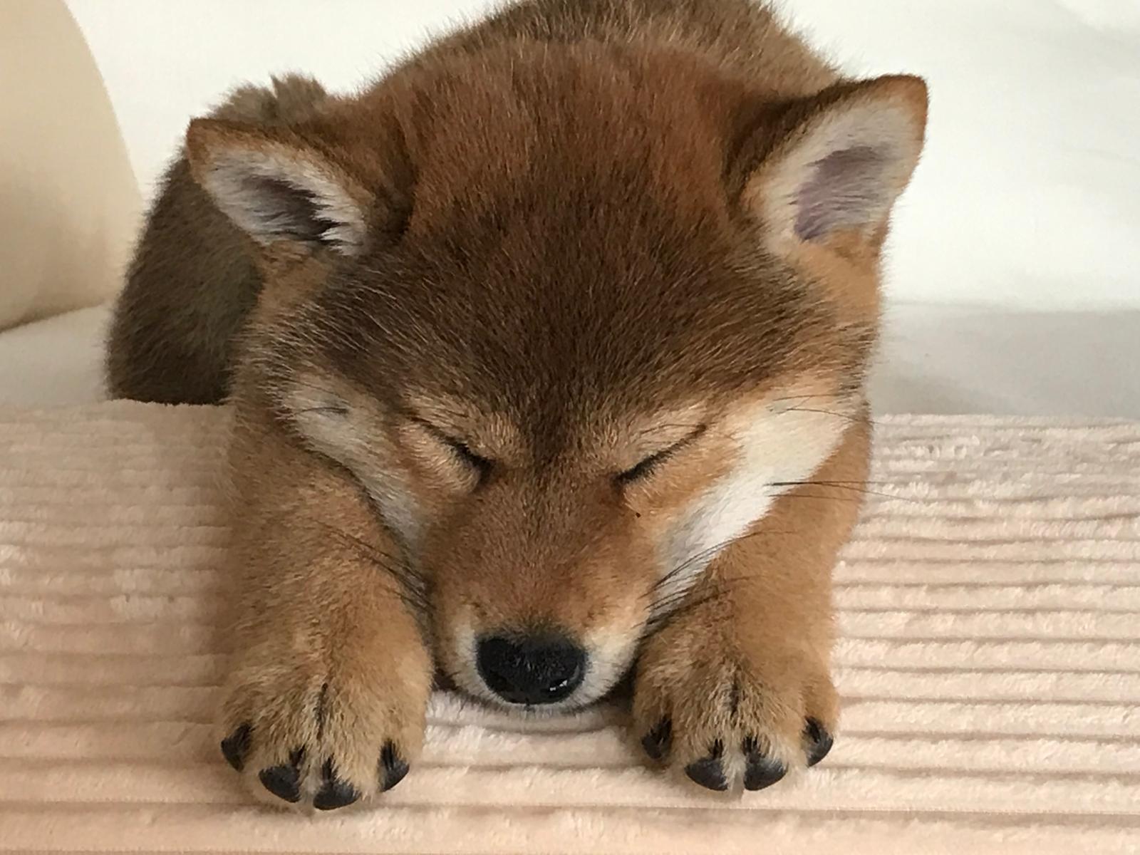 Yoko schläft
