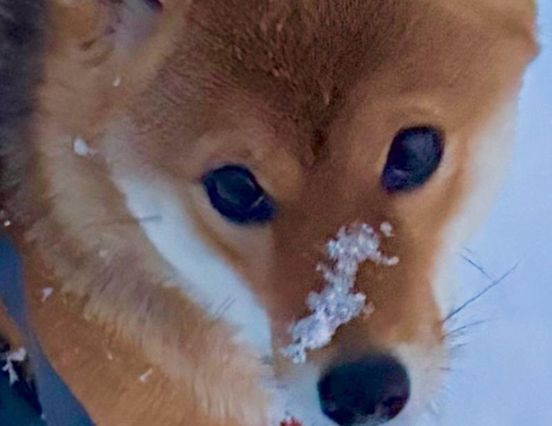 Schnee auf Nase