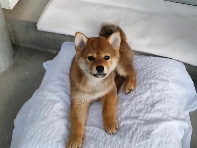 Yoko der Schnügel