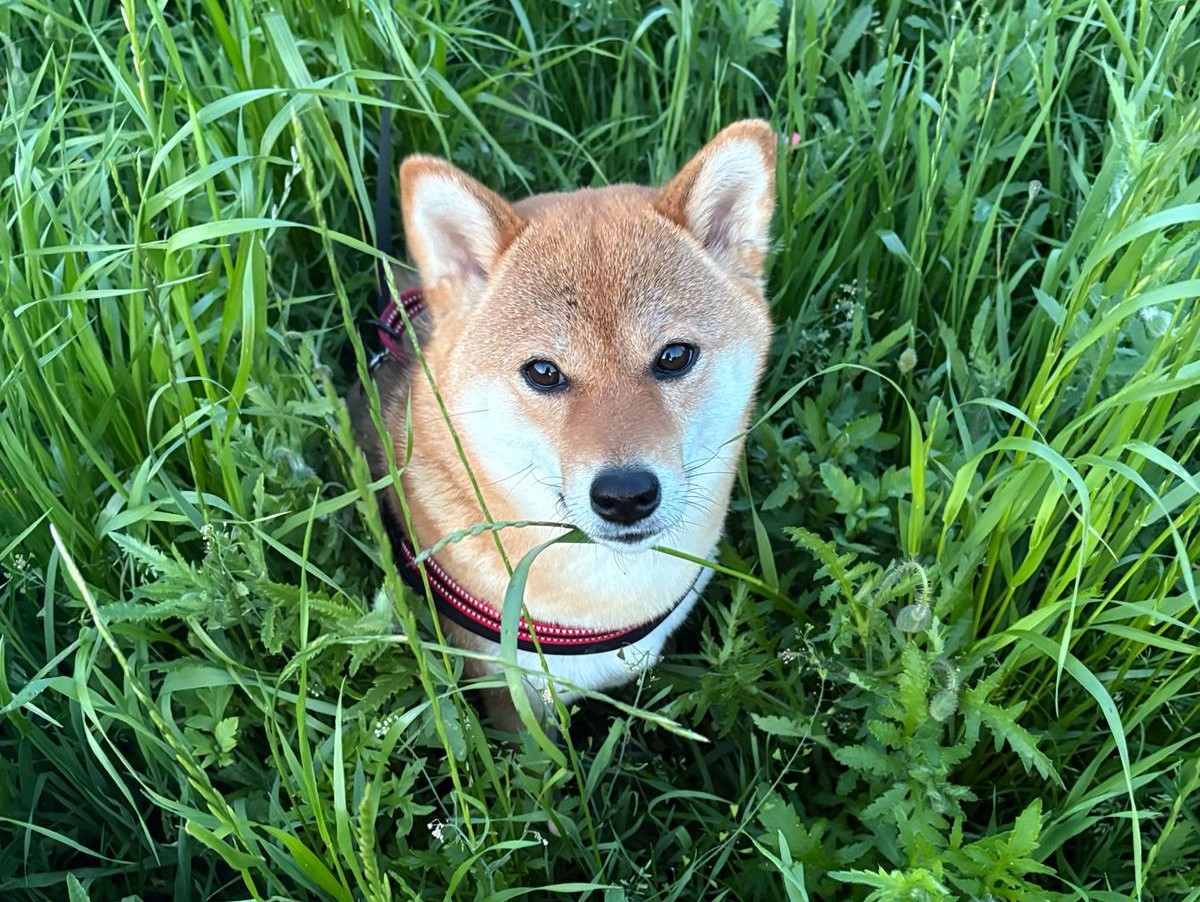Wiese Yoko