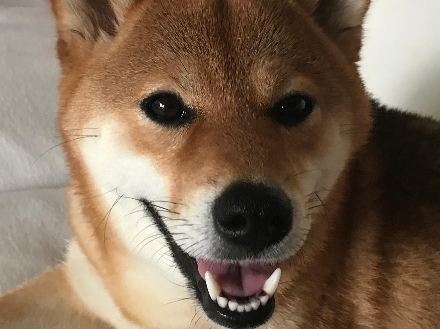 Zähne Yoko
